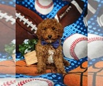 Small Photo #1 Poodle (Toy) Puppy For Sale in LEOLA, PA, USA