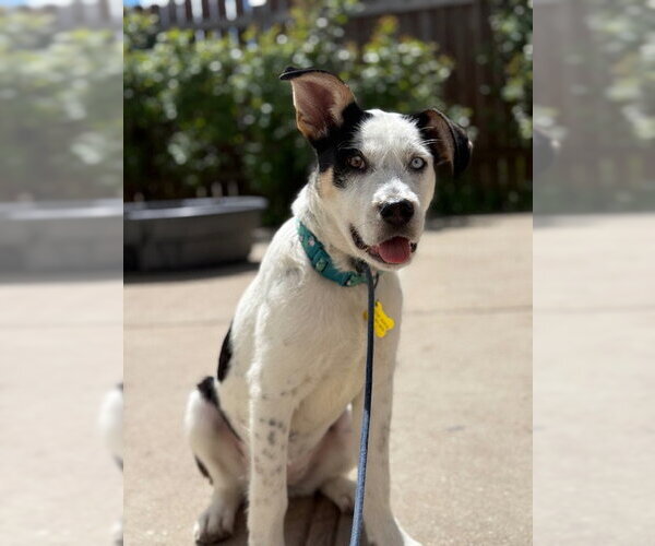 Medium Photo #10 Mutt Puppy For Sale in Sandy, UT, USA