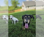 Small #2 Coonhound-Golden Retriever Mix