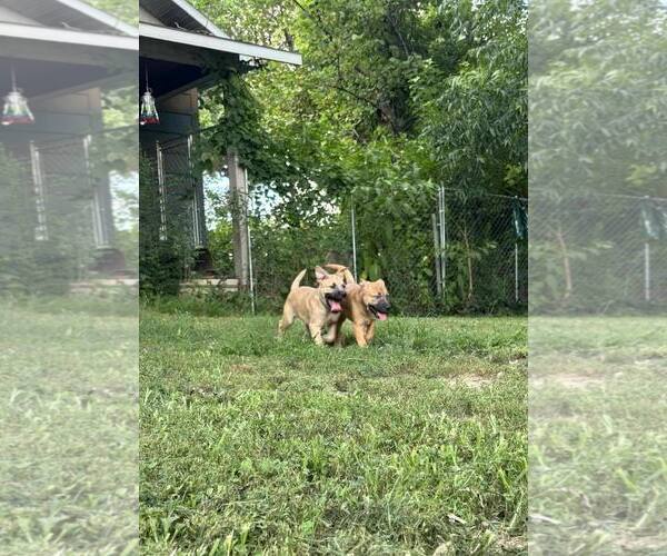 Medium Photo #2 Mutt Puppy For Sale in Poplar Bluff, MO, USA
