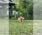 Small #1 Mutt