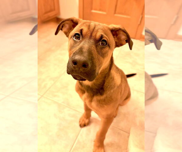 Medium Photo #7 Colonial Cocker Spaniel-Labrador Retriever Mix Puppy For Sale in St. Louis Park, MN, USA