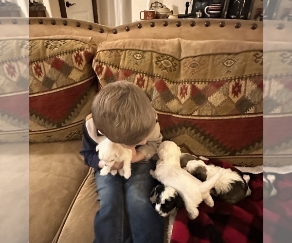 Medium Photo #7 Havanese Puppy For Sale in WICKENBURG, AZ, USA