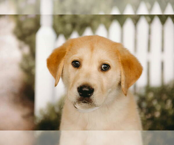 Medium Photo #3 Labrador Retriever-Unknown Mix Puppy For Sale in Princeton, MN, USA