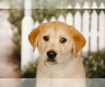 Small #2 Labrador Retriever Mix