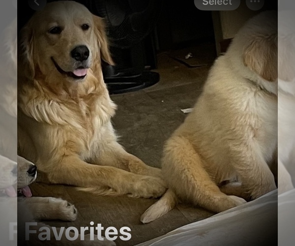 Medium Photo #4 English Cream Golden Retriever Puppy For Sale in YUMA, AZ, USA
