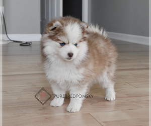 Pomsky Puppy for sale in KANSAS CITY, MO, USA