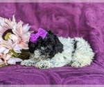 Small Photo #5 Shih-Poo Puppy For Sale in GORDONVILLE, PA, USA