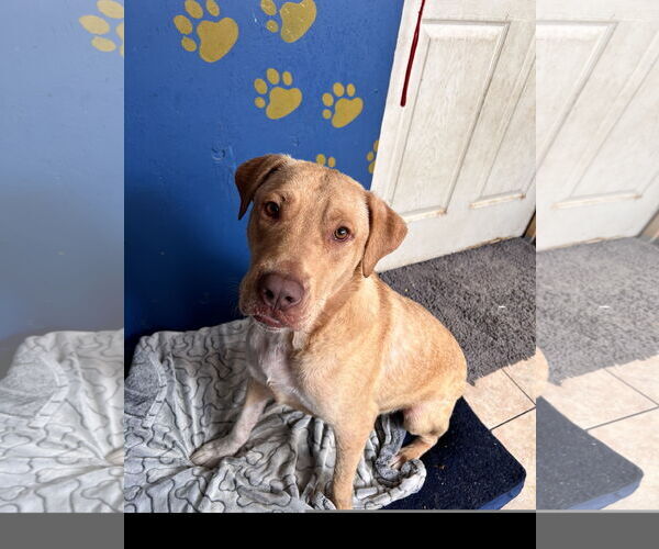 Medium Photo #1 Boxador Puppy For Sale in Tracy City, TN, USA