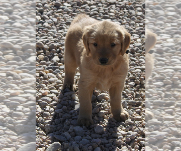 Medium Photo #1 Golden Retriever Puppy For Sale in FORT MORGAN, CO, USA