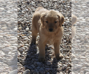 Golden Retriever Puppy for Sale in FORT MORGAN, Colorado USA