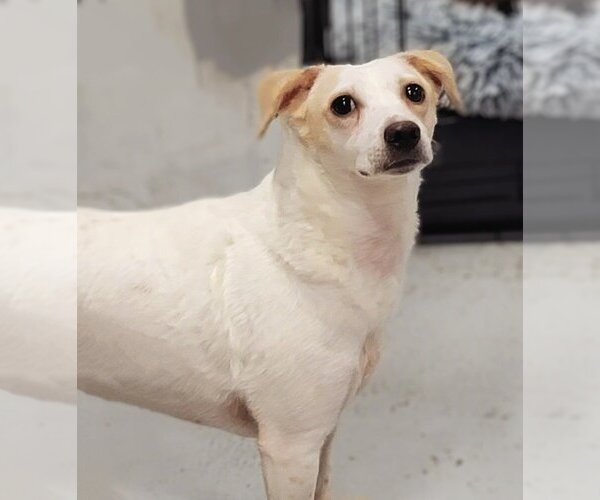 Medium Photo #2 Jack Russell Terrier-Unknown Mix Puppy For Sale in Studio City, CA, USA