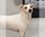 Small #1 Jack Russell Terrier Mix