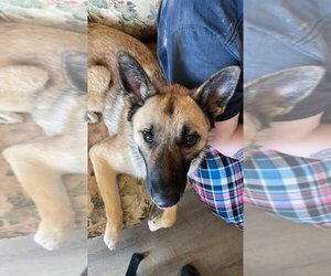 Ariel - Located in NE - Female German Shepherd Dog-Unknown Mix Dog for Adoption - Photo #4