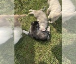 Small #17 Siberian Husky