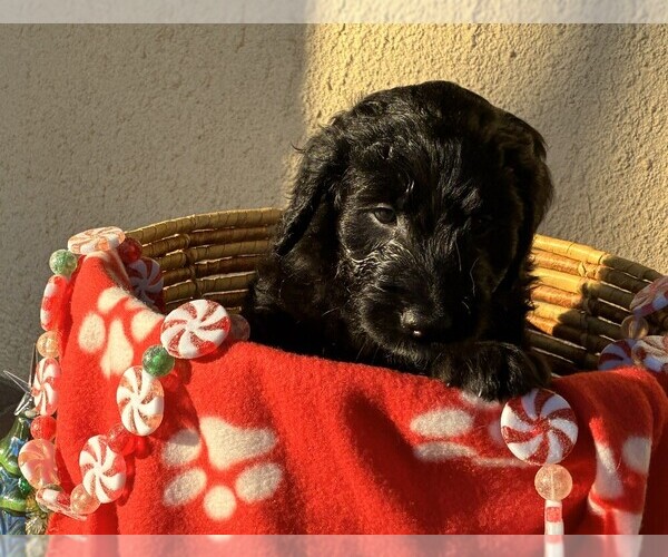 Medium Photo #28 Goldendoodle Puppy For Sale in FORT LAUDERDALE, FL, USA