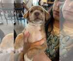 Small #1 Labrador Retriever Mix