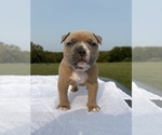 Puppy Roxie American Bully