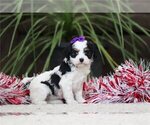 Small Cavapoo (Miniature)