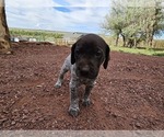 Small Photo #6 German Shorthaired Pointer Puppy For Sale in EVANSVILLE, WY, USA