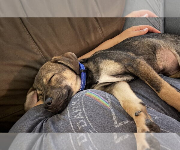 Medium Photo #8 Mutt Puppy For Sale in Brewster, NY, USA