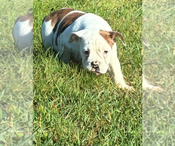 Medium Photo #6 English Bulldogge Puppy For Sale in CENTER BARNSTEAD, NH, USA