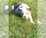 Small Photo #6 English Bulldogge Puppy For Sale in CENTER BARNSTEAD, NH, USA