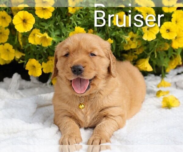 Medium Photo #37 Golden Retriever Puppy For Sale in LOYAL, WI, USA