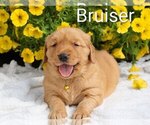Small #2 Golden Retriever