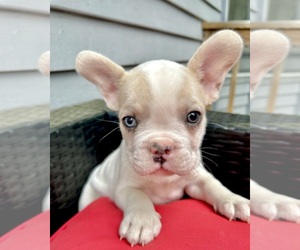 French Bulldog Puppy for Sale in DANBURY, Connecticut USA