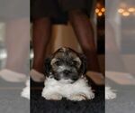 Puppy Cherry Biewer Terrier-ShihPoo Mix