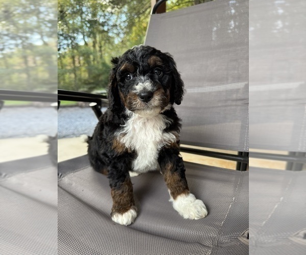 Medium Photo #5 Miniature Bernedoodle Puppy For Sale in DENVER, PA, USA