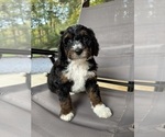 Small #3 Miniature Bernedoodle