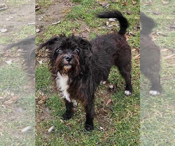 Medium Photo #3 Mutt Puppy For Sale in Columbus, IN, USA