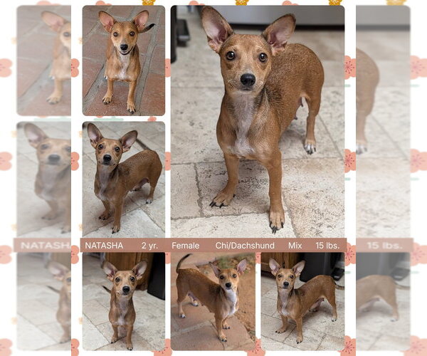 Medium Photo #1 Chiweenie Puppy For Sale in Mesa, AZ, USA