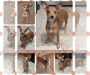 Chiweenie Dogs for adoption in Mesa, AZ, USA
