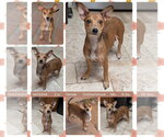 Small Chiweenie