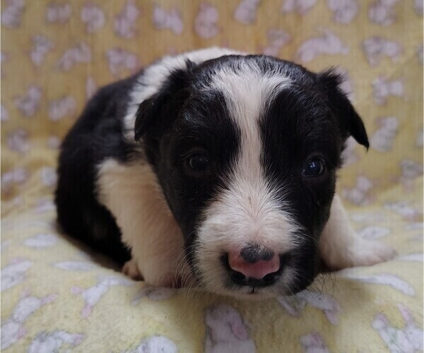 Medium Photo #3 Border Collie Puppy For Sale in NORBORNE, MO, USA
