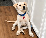 Small #2 Labrador Retriever Mix