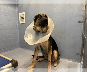 German Shepherd Dog Dogs for adoption in Downey, CA, USA