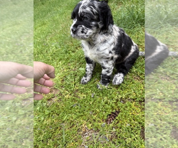 Medium Photo #5 Cocker Spaniel-Sheepadoodle Mix Puppy For Sale in SAMMAMISH, WA, USA