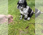 Small #4 Cocker Spaniel-Sheepadoodle Mix