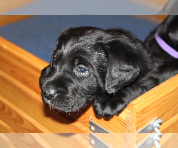 Medium Photo #4 Labrador Retriever Puppy For Sale in LOVELADY, TX, USA