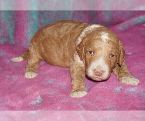 Miniature Labradoodle Puppy for sale in LA HABRA, CA, USA