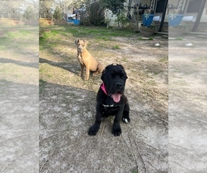 Cane Corso Puppy for Sale in FAIRBURN, Georgia USA