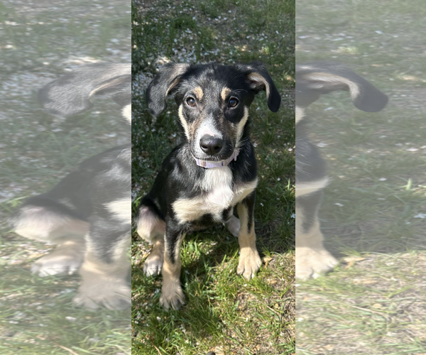Medium Photo #1 Labrador Retriever-Unknown Mix Puppy For Sale in Coralville, IA, USA
