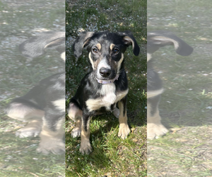 Labrador Retriever-Unknown Mix Dogs for adoption in Coralville, IA, USA