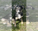Small Labrador Retriever Mix