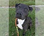 Small #3 American Pit Bull Terrier Mix