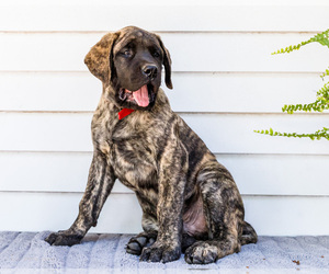 Mastiff Puppy for sale in WAKARUSA, IN, USA